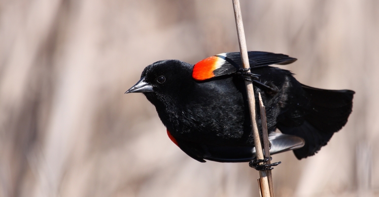#bioPGH Blog: Red-winged Blackbirds #bioPGH Blog: Red-winged Blackbirds