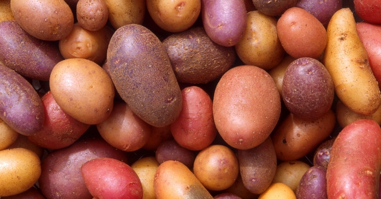 #bioPGH Blog: It’s Super Duper Tuber Time! #bioPGH Blog: It’s Super Duper Tuber Time!