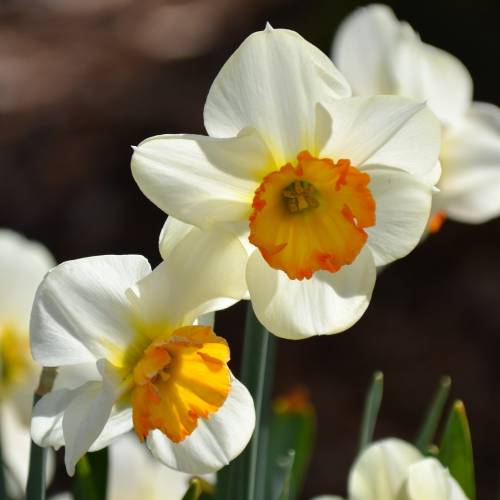 #bioPGH Blog: Daffodils and DNA
