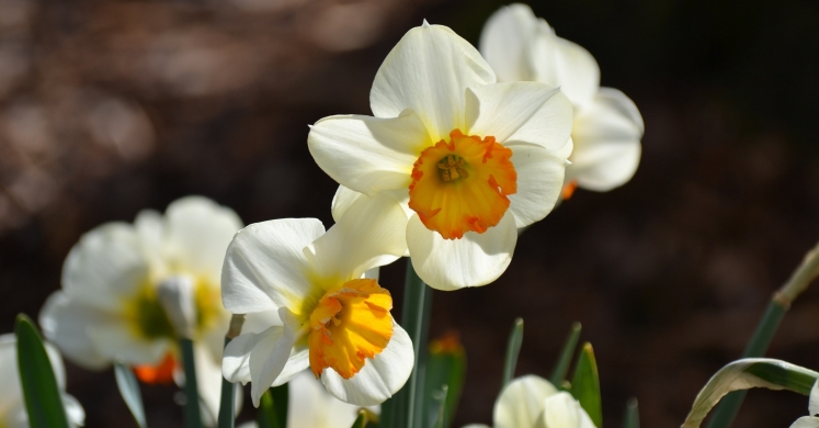 #bioPGH Blog: Daffodils and DNA