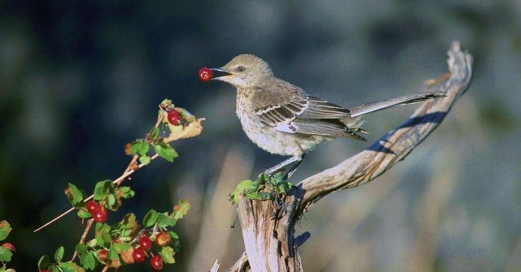 #bioPGH Blog: Frost Bites - What’s on the Menu for Wildlife in Winter?