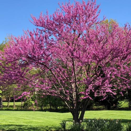 #bioPGH: Eastern Redbud