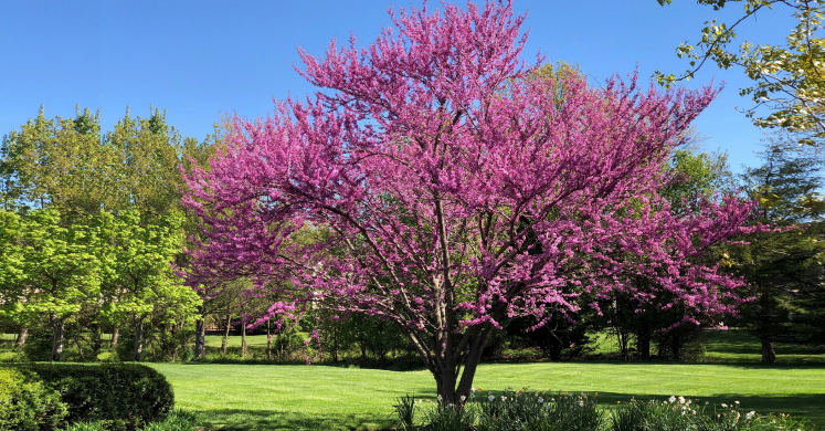 #bioPGH: Eastern Redbud