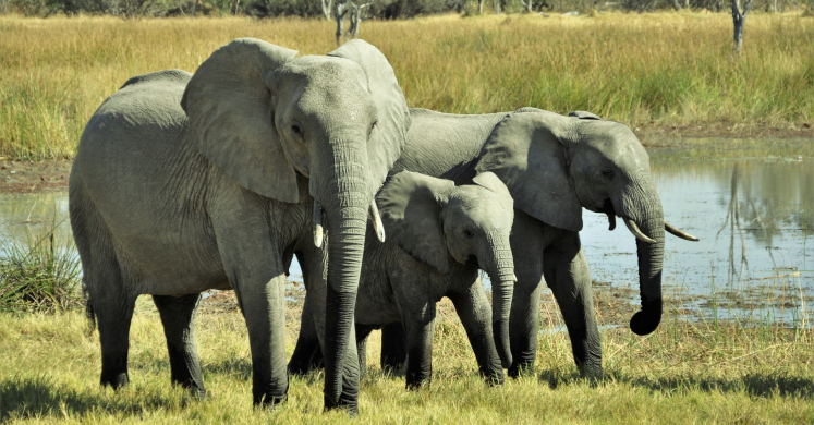 #bioPGH Blog: Galentine’s Day in the Wild World #bioPGH Blog: Galentine’s Day in the Wild World