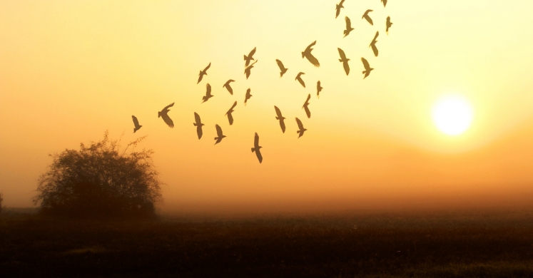 #bioPGH Blog: Lights Out for Birds!