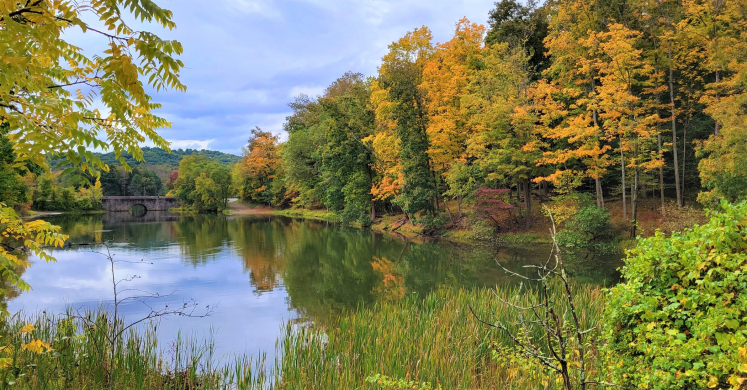 #bioPGH Blog: The Leaves and the Trees and All the Fall Things #bioPGH Blog: The Leaves and the Trees and All the Fall Things