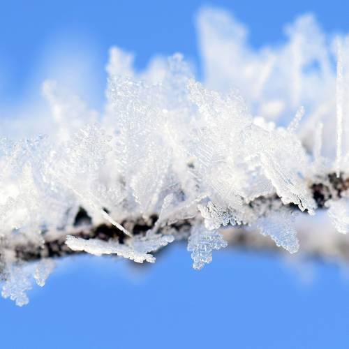 #bioPGH Blog: Nature’s Antifreeze