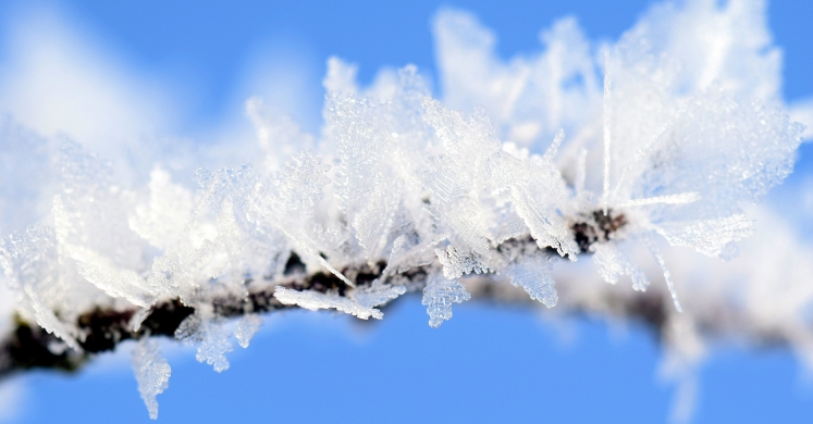 #bioPGH Blog: Nature’s Antifreeze #bioPGH Blog: Nature’s Antifreeze