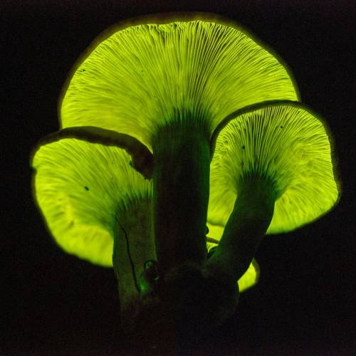 #bioPGH Blog: Mushrooms Aglow