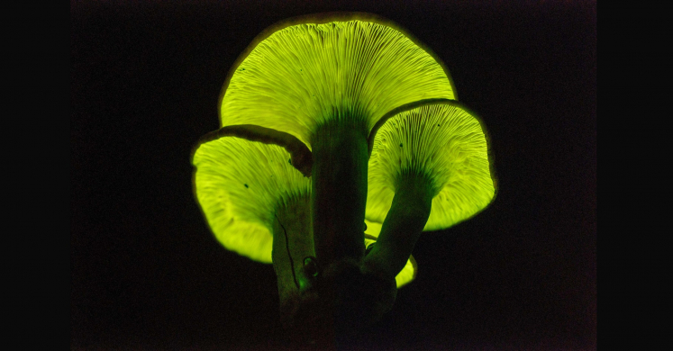 #bioPGH Blog: Mushrooms Aglow