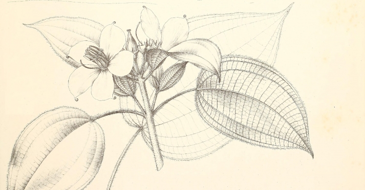#bioPGH Blog: A Sketch Worth a Thousand Words #bioPGH Blog: A Sketch Worth a Thousand Words