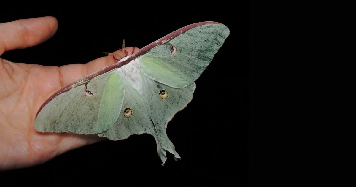 bioPGH Blog Luna Moths Phipps Conservatory and Botanical Gardens