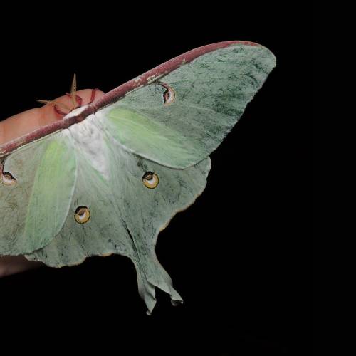 #bioPGH Blog: Luna Moths