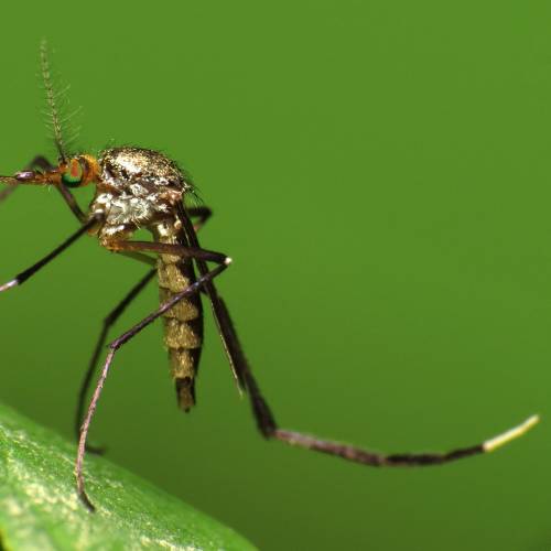 #bioPGH Blog: Mosquitoes