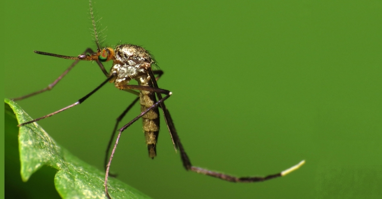 #bioPGH Blog: Mosquitoes