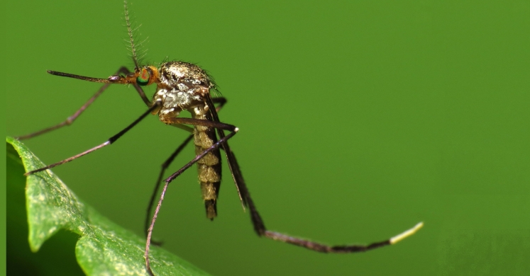 #bioPGH Blog: Mosquitoes #bioPGH Blog: Mosquitoes