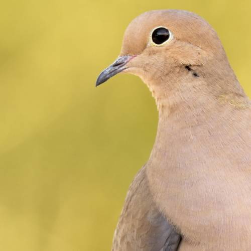 #bioPGH Blog: Mourning Dove Delight