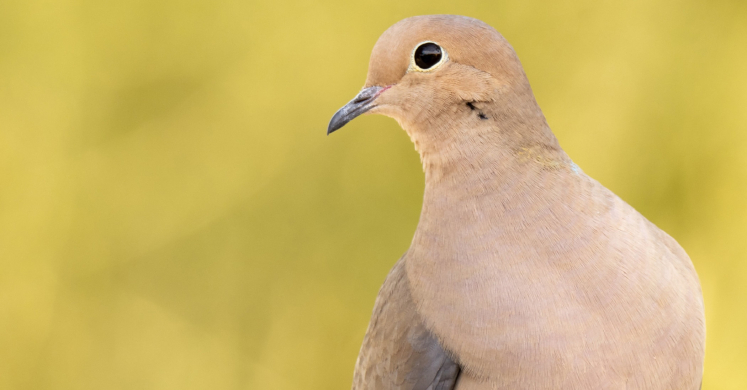 #bioPGH Blog: Mourning Dove Delight