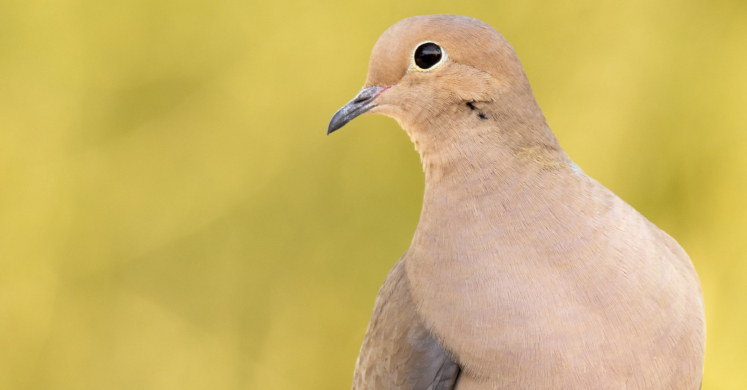 #bioPGH Blog: Mourning Dove Delight #bioPGH Blog: Mourning Dove Delight