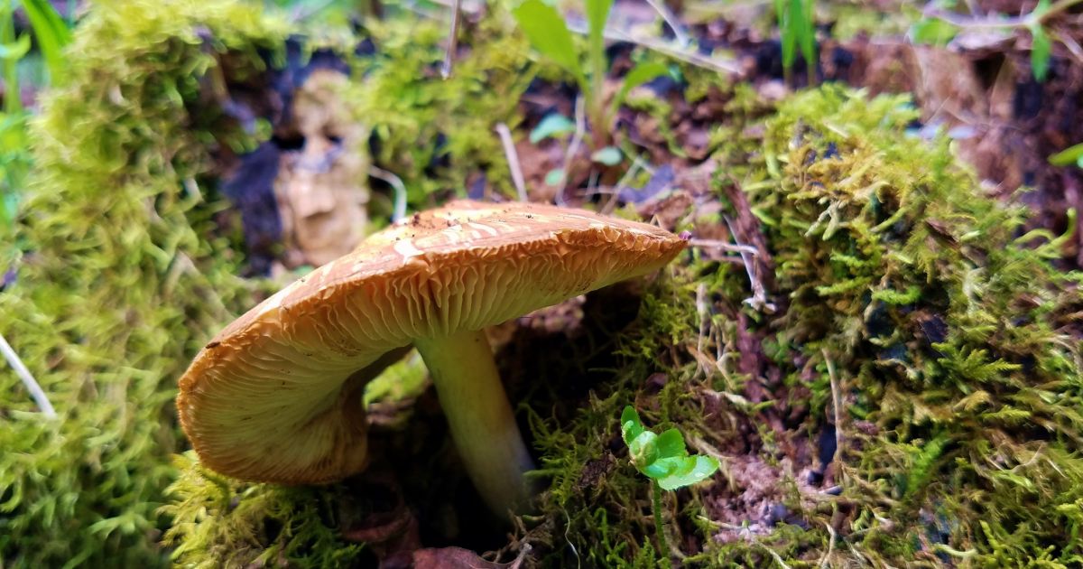bioPGH Mushroom Colors Phipps Conservatory and Botanical Gardens