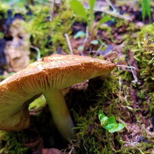 #bioPGH Blog: Shortcut to Mushrooms