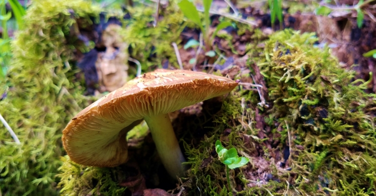 #bioPGH: Mushroom Colors