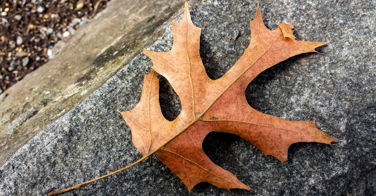 #bioPGH Blog: An Ode to the Oaks #bioPGH Blog: An Ode to the Oaks