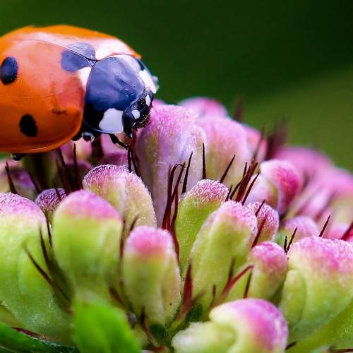 #bioPGH Blog: Ladybugs