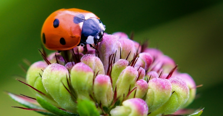 #bioPGH Blog: Ladybugs #bioPGH Blog: Ladybugs