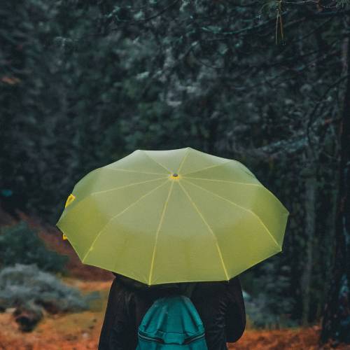 #bioPGH Blog: A Rainy Walk on a Spring Evening