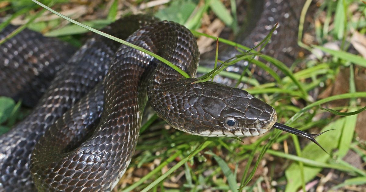 bioPGH Blog Eastern Black Rat Snake Phipps Conservatory and