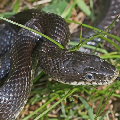 #bioPGH Blog: Eastern Black Rat Snake