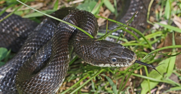 #bioPGH Blog: Eastern Black Rat Snake