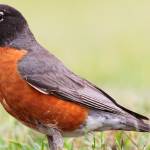 #bioPGH Blog: The Rockin’ Robin