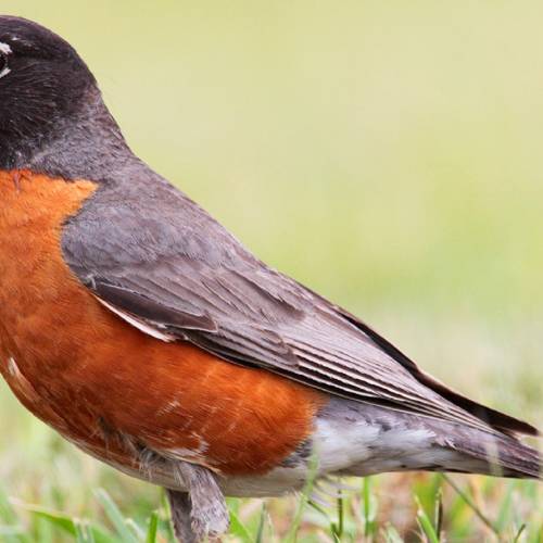 #bioPGH Blog: The Rockin’ Robin