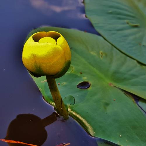 #bioPGH Blog: Yellow Pond Lily