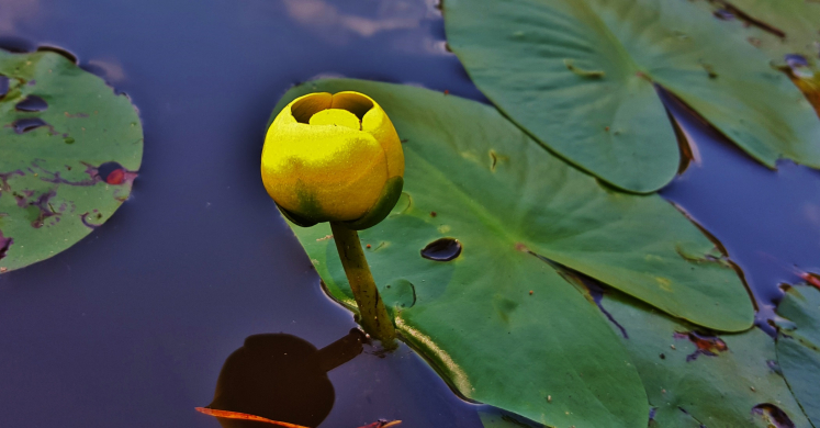 #bioPGH Blog: Yellow Pond Lily #bioPGH Blog: Yellow Pond Lily