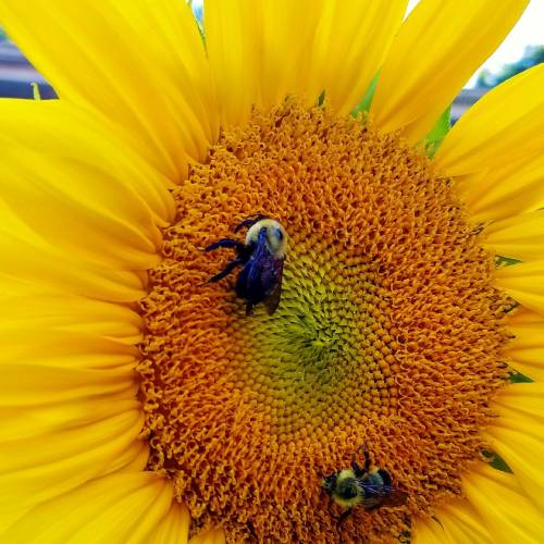 #bioPGH Blog: Sunflowers