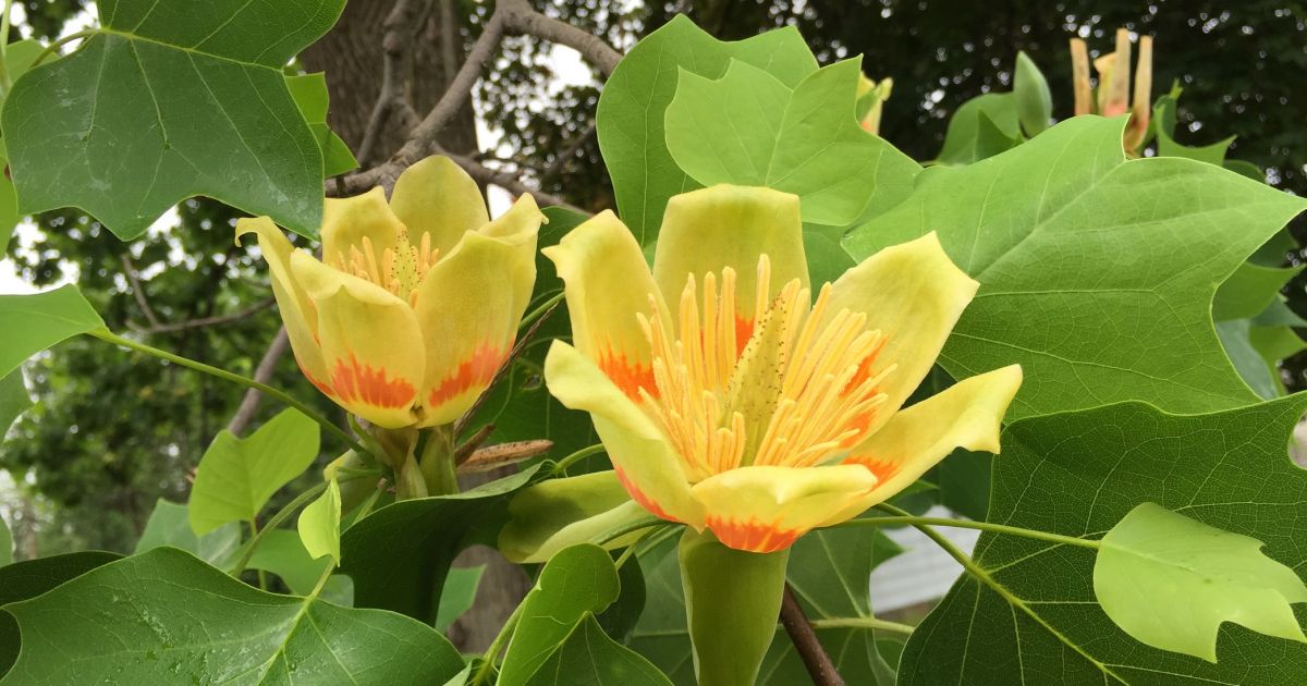 #bioPGH Blog: Tulip Poplar | Phipps Conservatory and Botanical Gardens