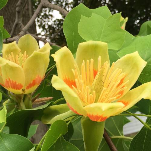 #bioPGH Blog: Tulip Poplar