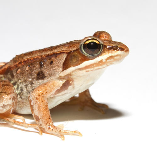 #bioPGH Blog: Frosty Frogs! How Amphibians Spend the Winter