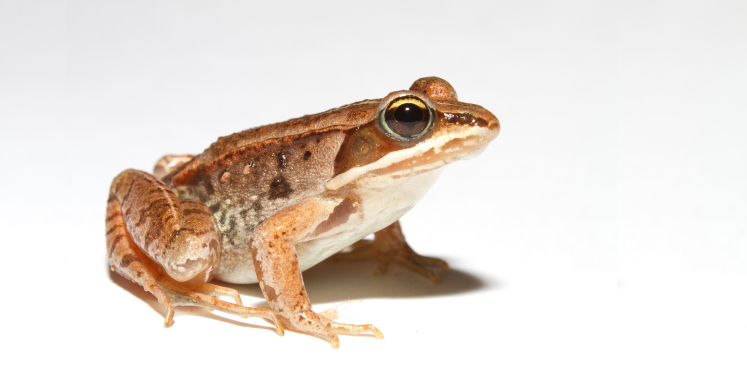 #bioPGH Blog: Frosty Frogs! How Amphibians Spend the Winter