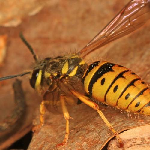 #bioPGH Blog: Yummies for a Yellowjacket