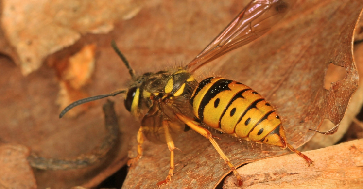 #bioPGH Blog: Yummies for a Yellowjacket