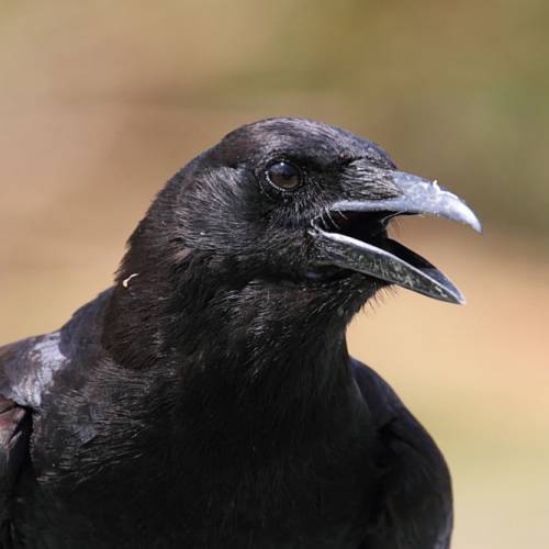 #bioPGH Blog: Ravens and Crows