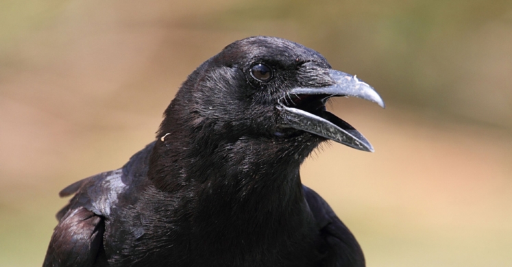 #bioPGH Blog: Ravens and Crows