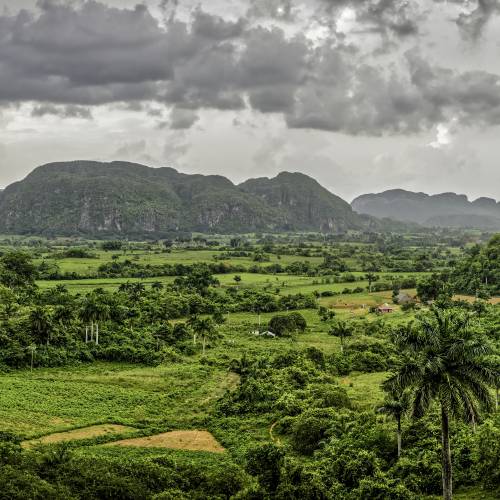 Behind the Scenes of the Tropical Forest Cuba Installation