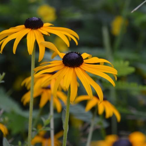 #bioPGH Blog: Black-Eyed Susans