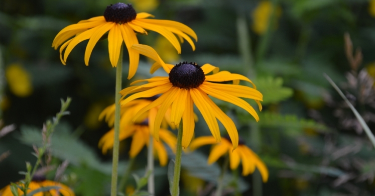 #bioPGH Blog: Black-Eyed Susans