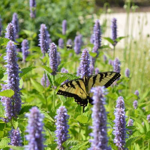 #bioPGH Blog: Blue Giant Hyssop